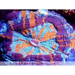 Acanthophyllia deshayesiana WYSIWYG 29122022-4