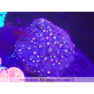 Mycedium robokaki WYSIWYG 29122022-5