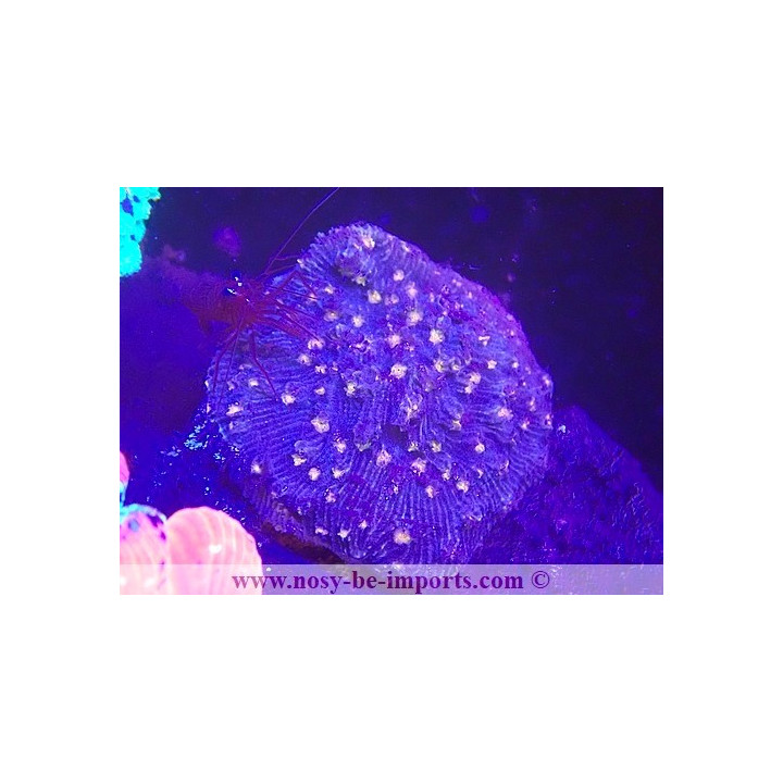 Mycedium robokaki WYSIWYG 29122022-5
