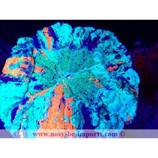 Acanthophyllia deshayesiana WYSIWYG 29122022-6