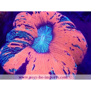 Trachyphyllia sp. WYSIWYG 29122022-7
