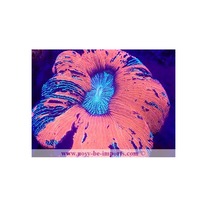 Trachyphyllia sp. WYSIWYG 29122022-7