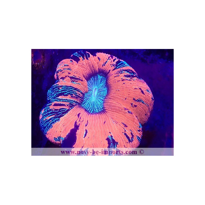 Trachyphyllia sp. WYSIWYG 29122022-7