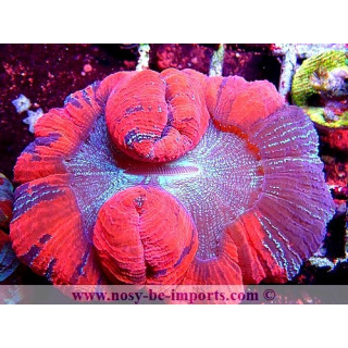 Trachyphyllia sp. WYSIWYG 29122022-9