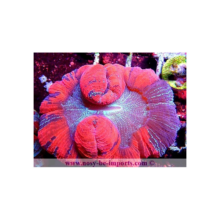 Trachyphyllia sp. WYSIWYG 29122022-9
