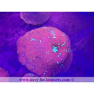 Discosoma sp. WYSIWYG 29122022-10