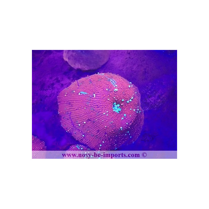 Discosoma sp. WYSIWYG 29122022-10