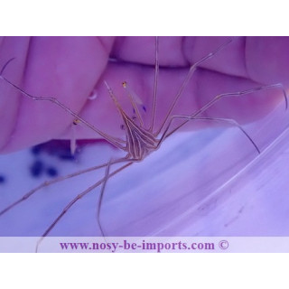 Stenorynchus seticornis