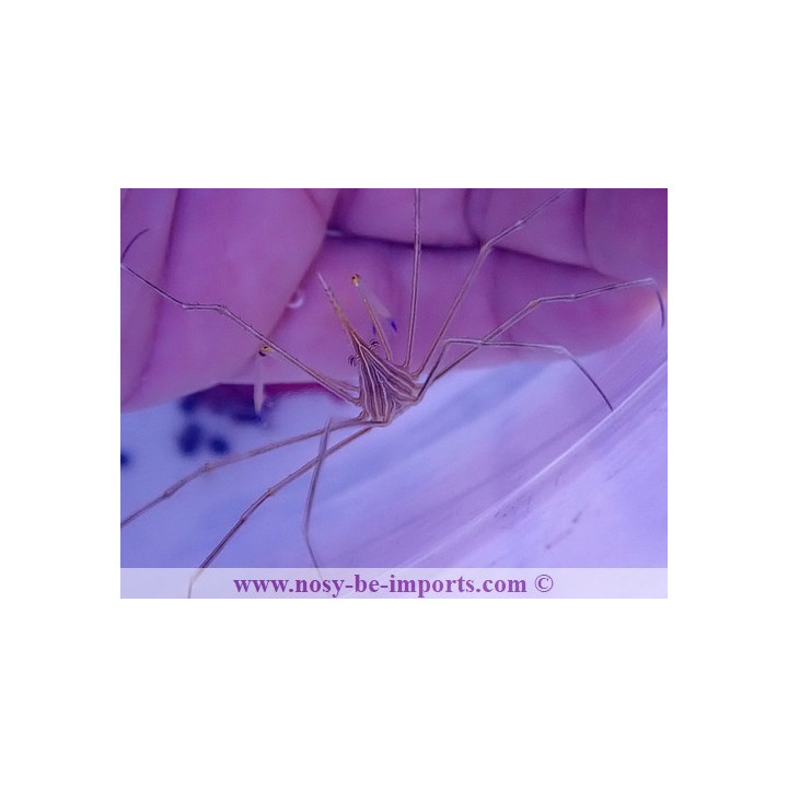 Stenorynchus seticornis