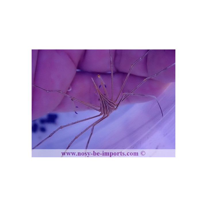 Stenorynchus seticornis