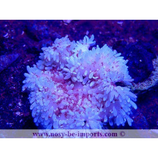 Heteractis crispa WYSIWYG 07012023-13
