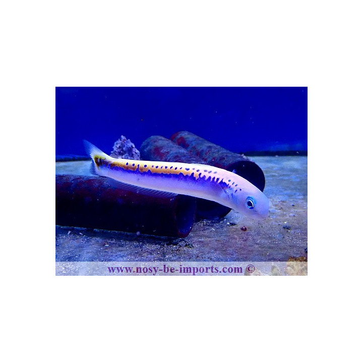 Hoplolatilus oreni