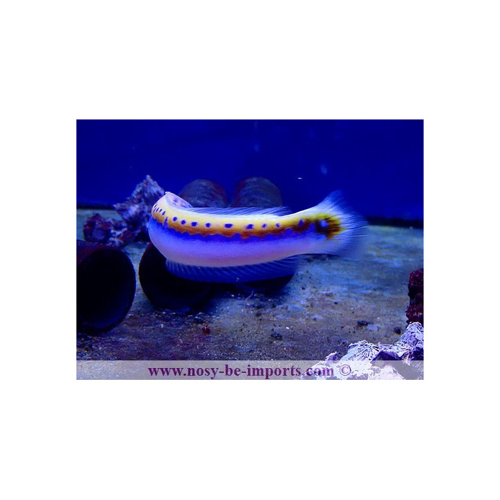 Hoplolatilus oreni