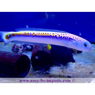 Hoplolatilus oreni