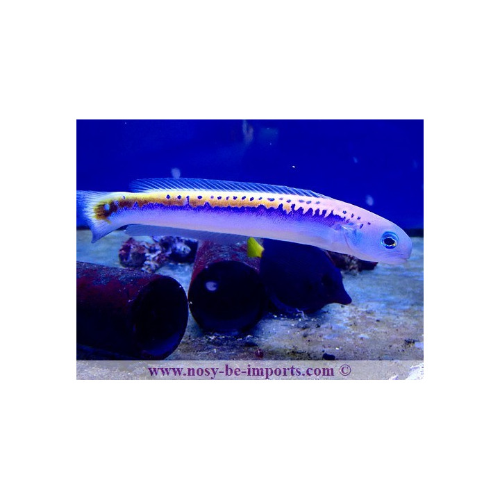Hoplolatilus oreni