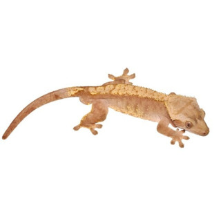 Correlophus ciliatus