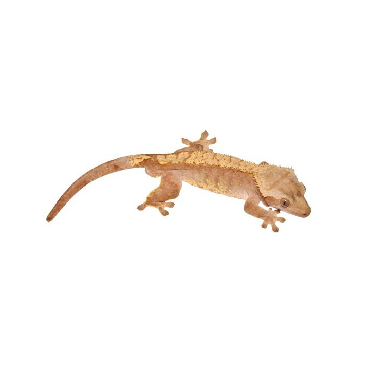 Correlophus ciliatus
