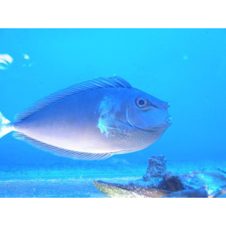 Naso annulatus