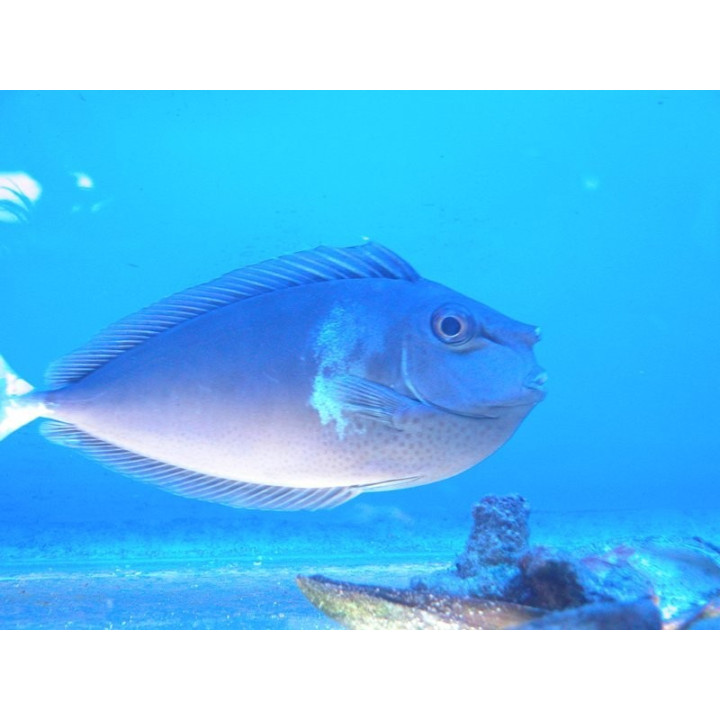 Naso annulatus