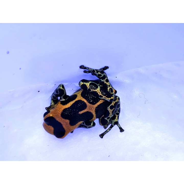 Ranitomeya imitator Huallaga