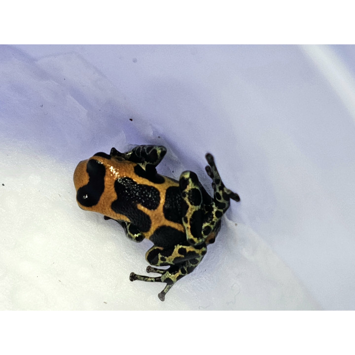 Ranitomeya imitator Huallaga