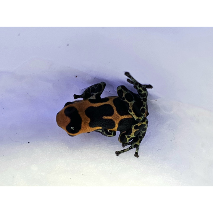 Ranitomeya imitator Huallaga