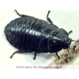 Gromphadorhina portentosa noire
