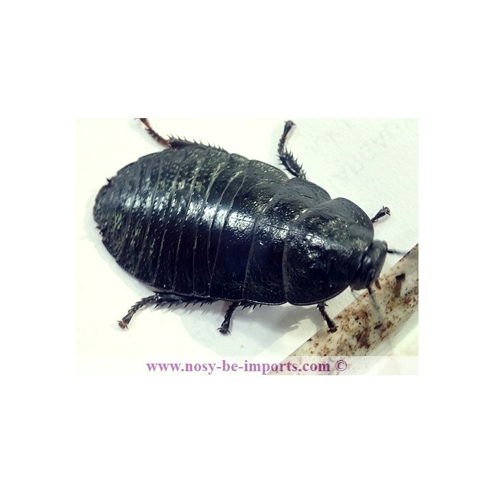 Gromphadorhina portentosa noire