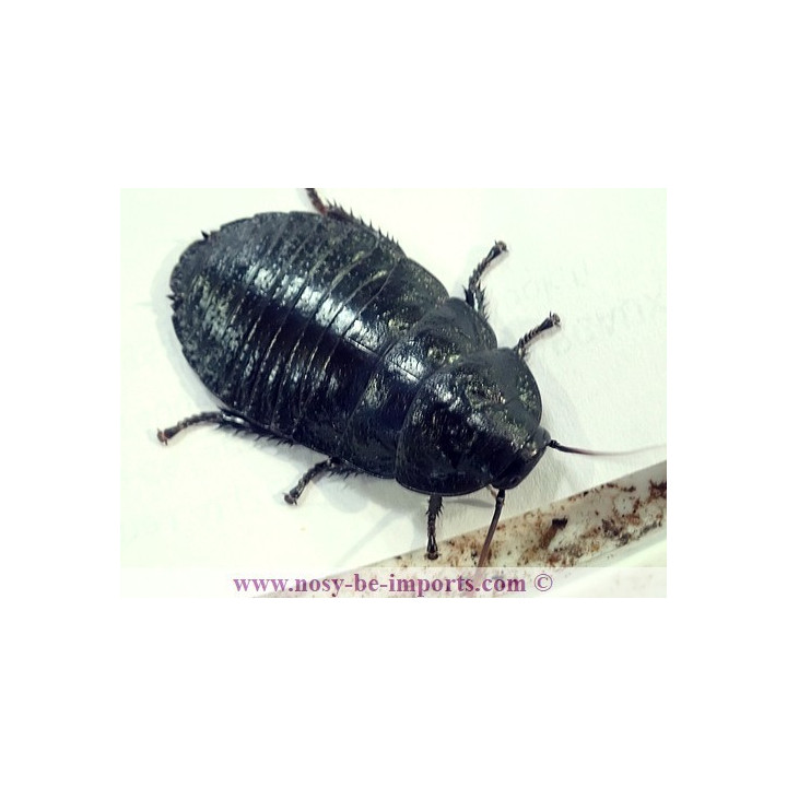 Gromphadorhina portentosa noire