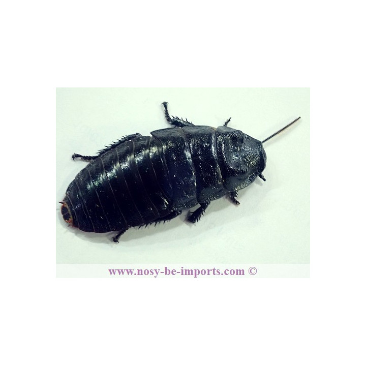 Gromphadorhina portentosa noire