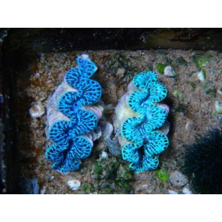 Tridacna maxima - Bénitiers - Aquarium sur mesure
