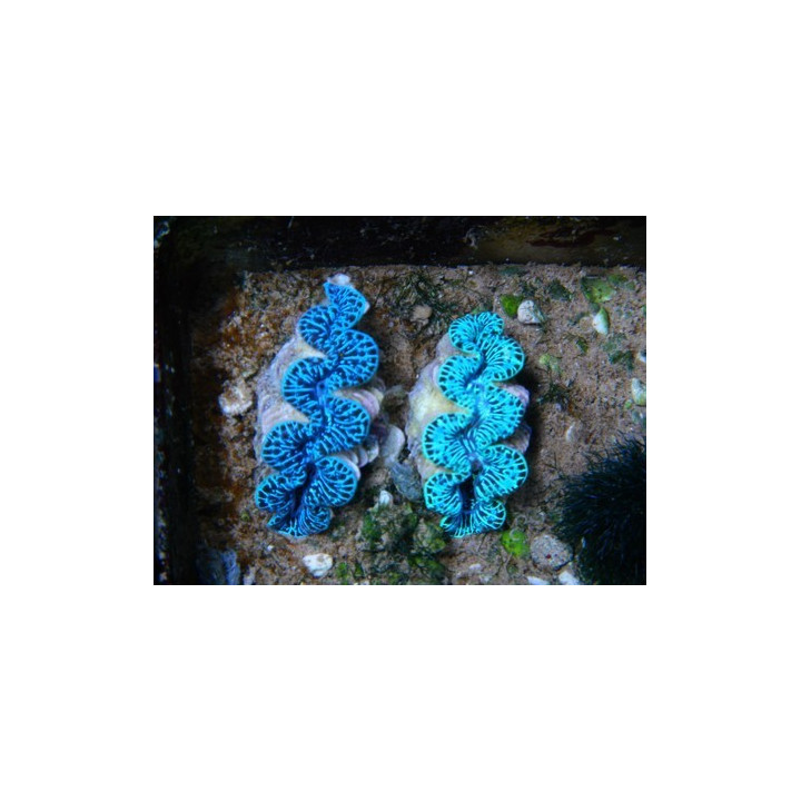 Tridacna maxima - Bénitiers - Aquarium sur mesure