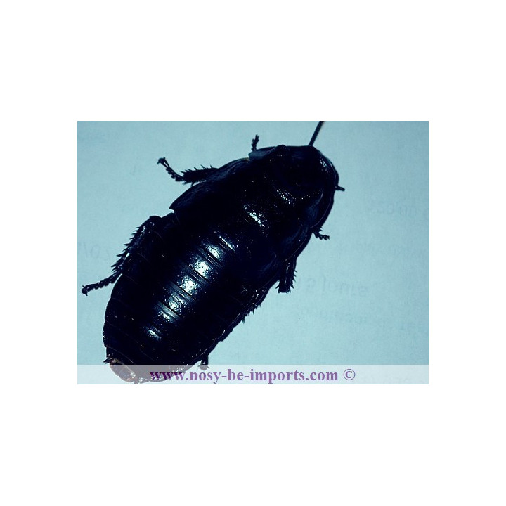 Gromphadorhina portentosa noire