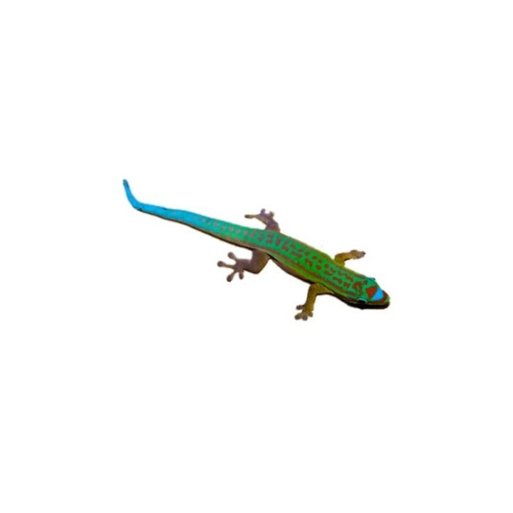 Phelsuma cepediana
