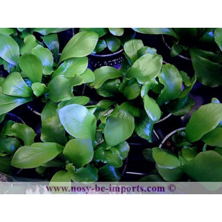 Asplenium sp. Crispy wave