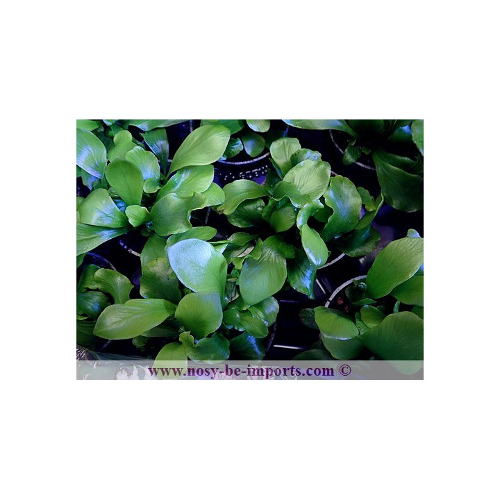 Asplenium sp. Crispy wave