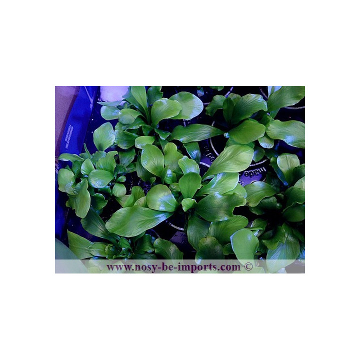 Asplenium sp. Crispy wave