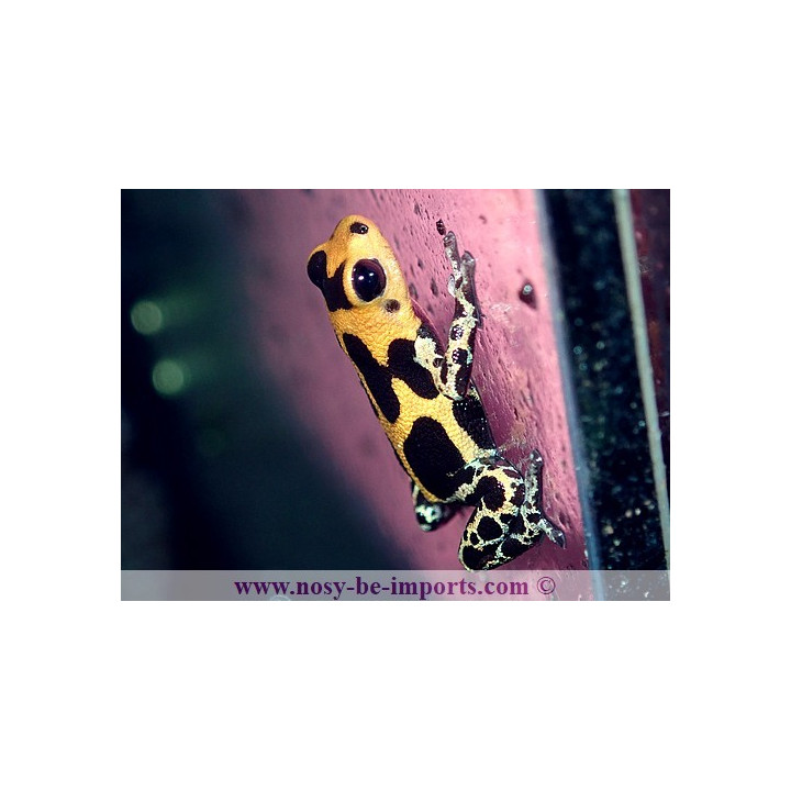 Ranitomeya imitator Huallaga