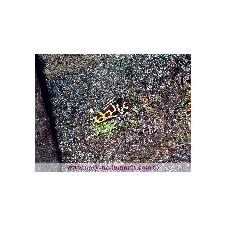 Ranitomeya imitator Huallaga