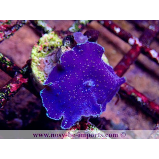 Discosoma bleu/violet WYSIWYG 11042023-1