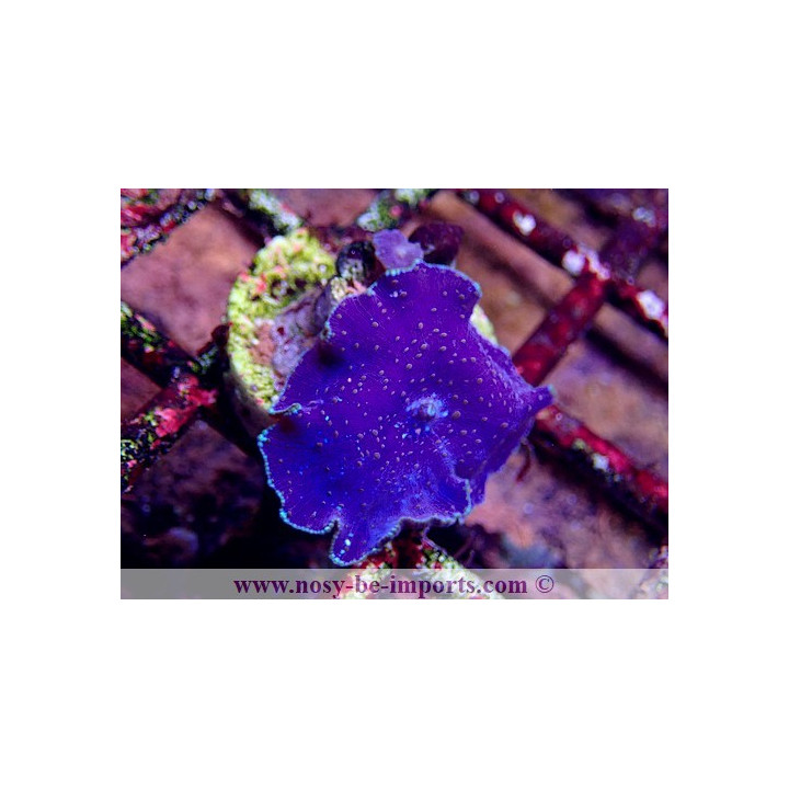 Discosoma bleu/violet WYSIWYG 11042023-1