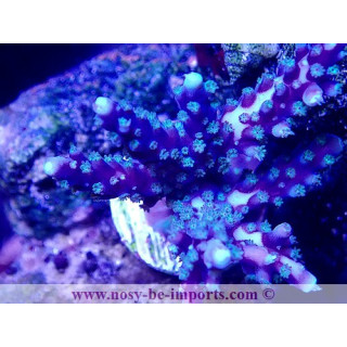 Acropora sp. USA WYSIWYG 11042023-10