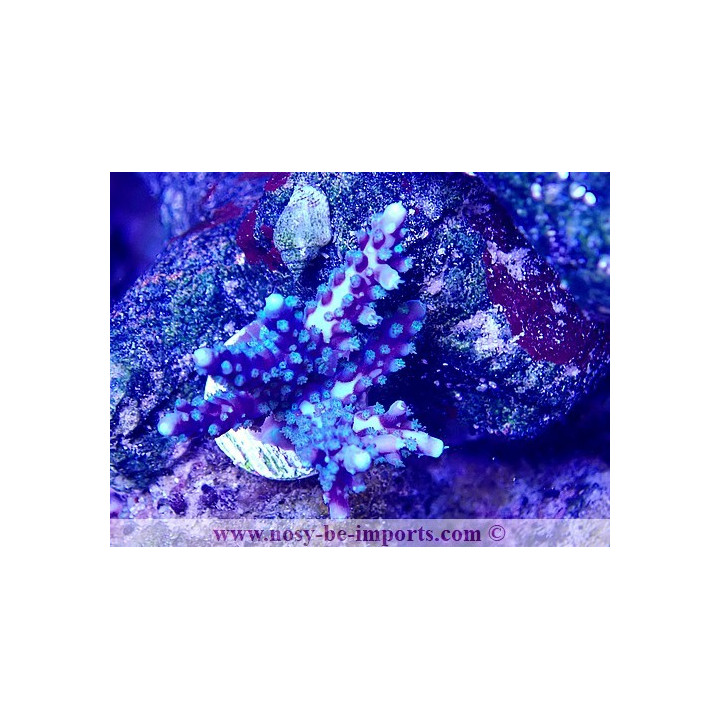 Acropora sp. USA WYSIWYG 11042023-10