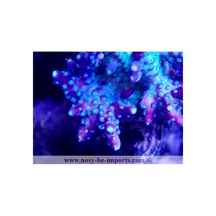 Acropora sp. WYSIWYG 11042023-11