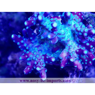 Acropora sp. WYSIWYG 11042023-11