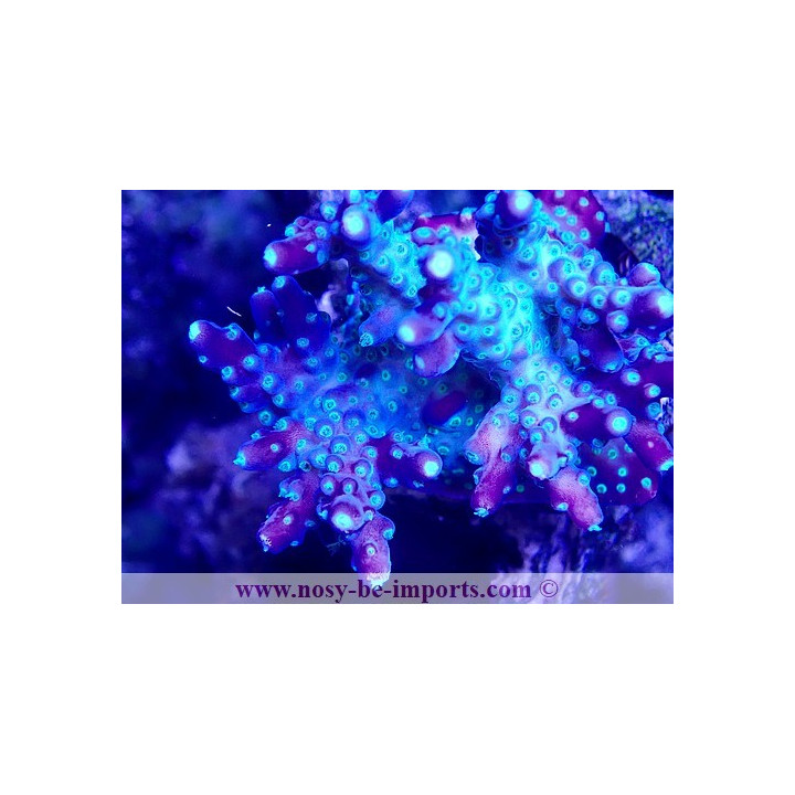 Acropora sp. WYSIWYG 11042023-11