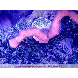 Montipora digitata WYSIWYG 11042023-12