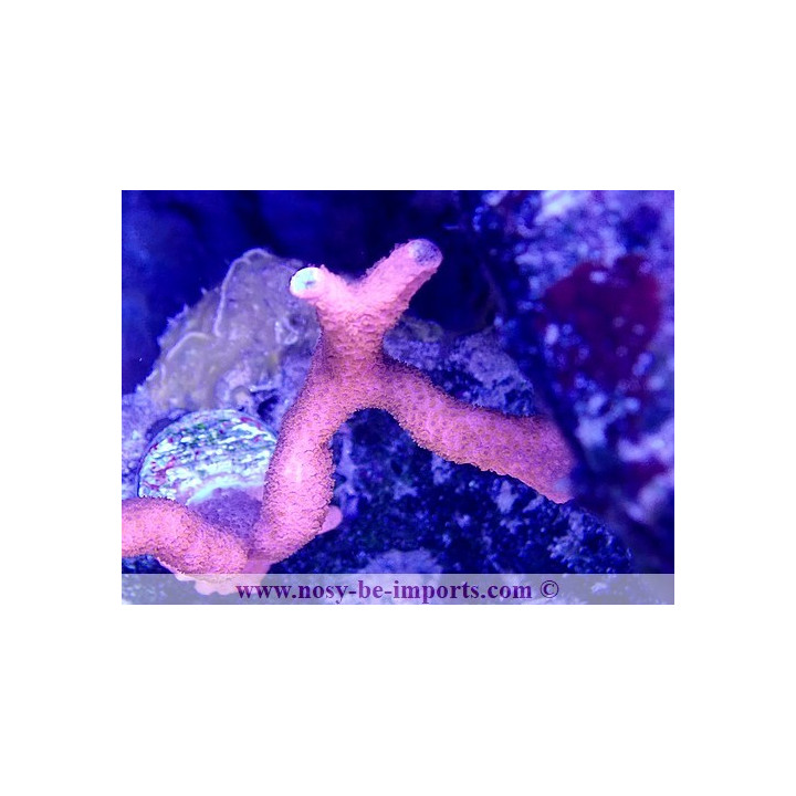 Montipora digitata WYSIWYG 11042023-12