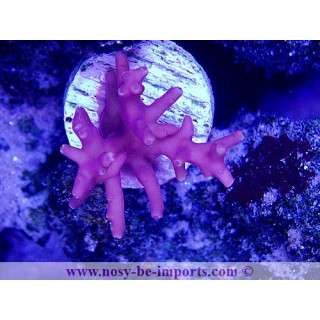 Acropora carduus WYSIWYG 11042023-13