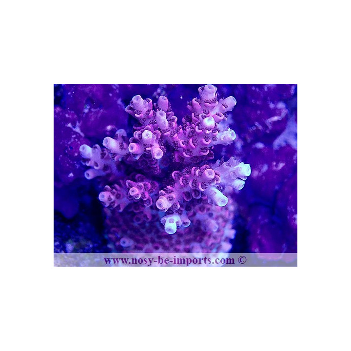 Acropora sp. USA WYSIWYG 11042023-14